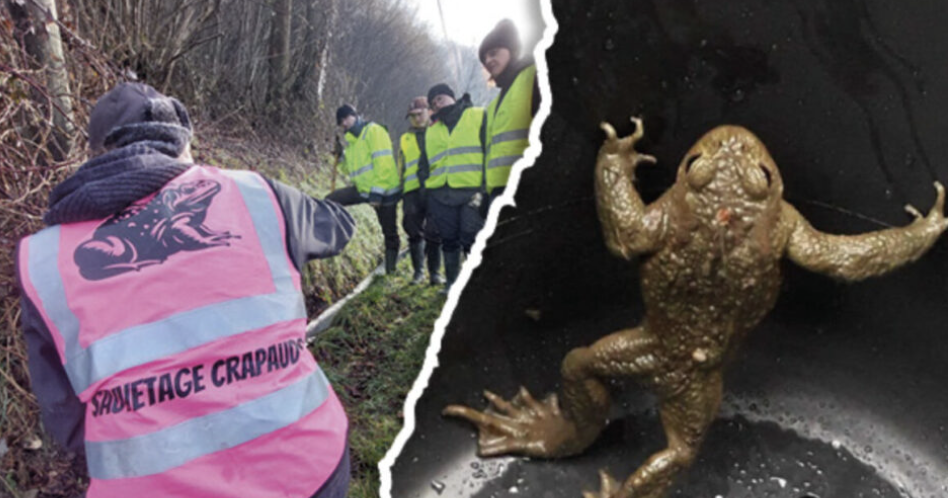 Préservons les crapauds d'Anthon