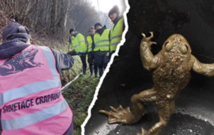 Préservons les crapauds d'Anthon