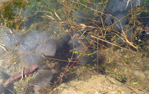 Sauvons les crapauds