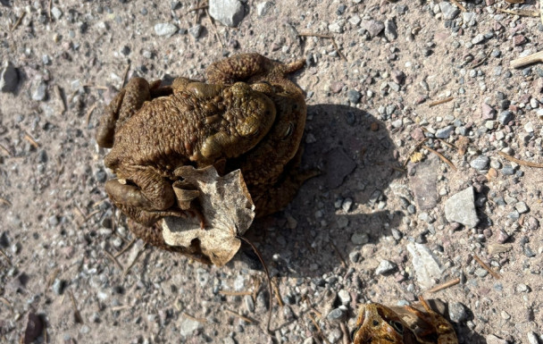 Sauvons les crapauds